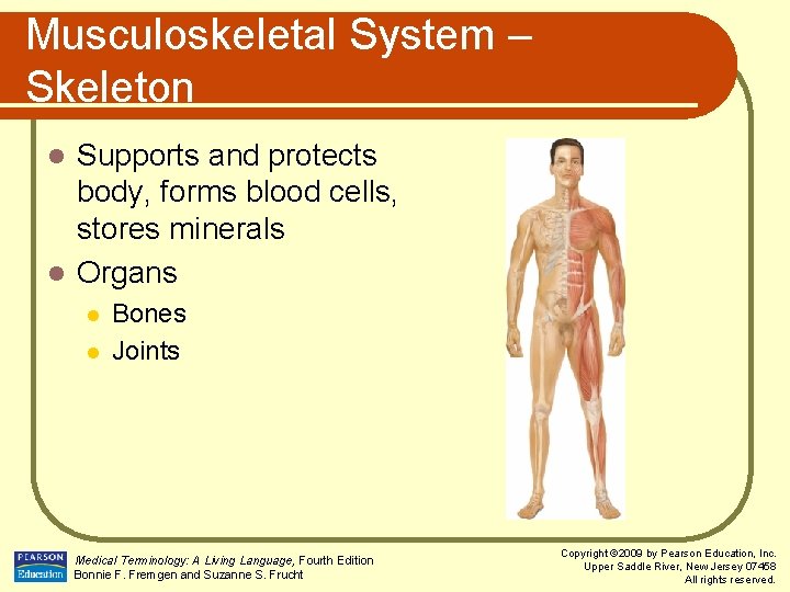 Musculoskeletal System – Skeleton Supports and protects body, forms blood cells, stores minerals l