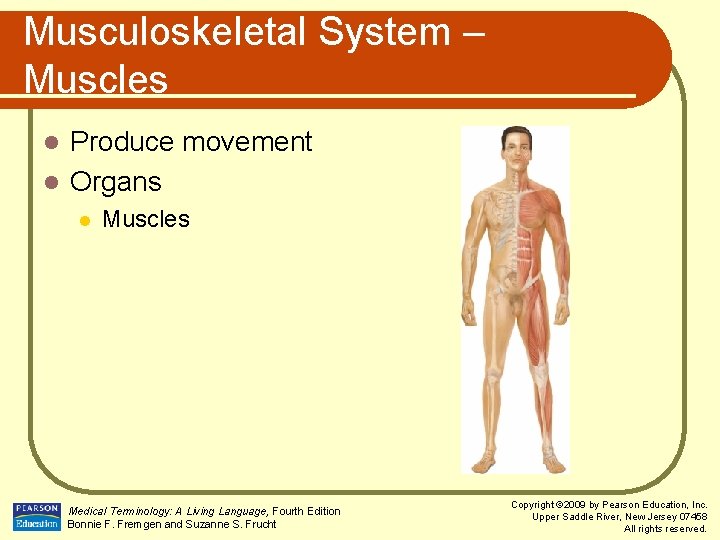 Musculoskeletal System – Muscles Produce movement l Organs l l Muscles Medical Terminology: A