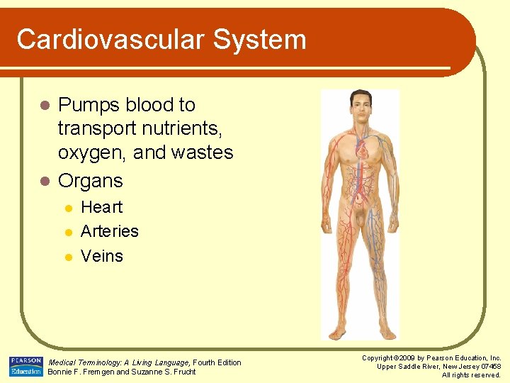 Cardiovascular System Pumps blood to transport nutrients, oxygen, and wastes l Organs l l