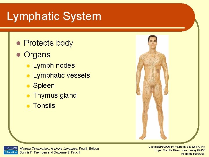 Lymphatic System Protects body l Organs l l l Lymph nodes Lymphatic vessels Spleen