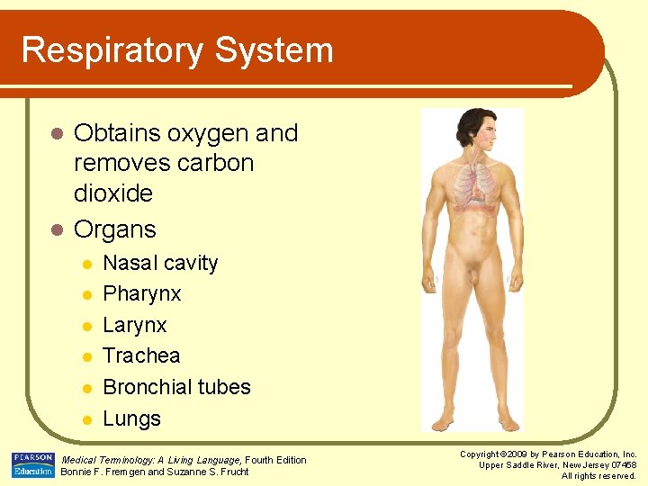 Respiratory System Obtains oxygen and removes carbon dioxide l Organs l l l l