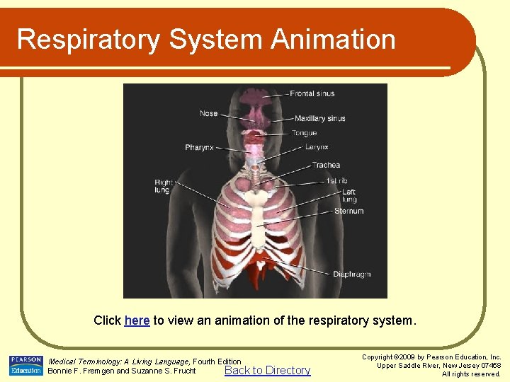 Respiratory System Animation Click here to view an animation of the respiratory system. Medical