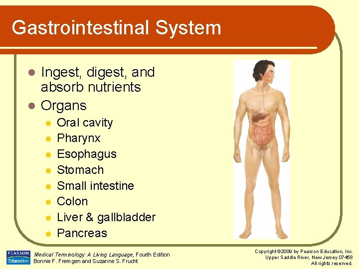 Gastrointestinal System Ingest, digest, and absorb nutrients l Organs l l l l l