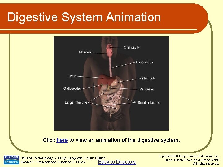 Digestive System Animation Click here to view an animation of the digestive system. Medical