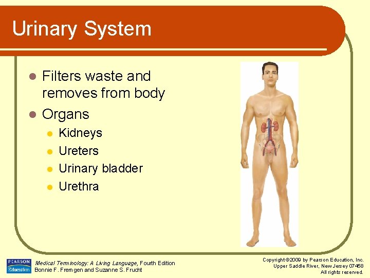 Urinary System Filters waste and removes from body l Organs l l l Kidneys