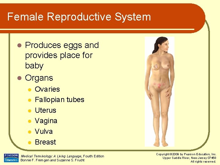 Female Reproductive System Produces eggs and provides place for baby l Organs l l