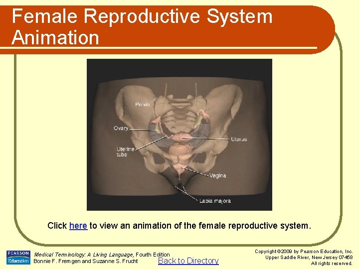 Female Reproductive System Animation Click here to view an animation of the female reproductive