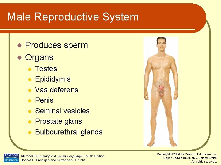 Male Reproductive System Produces sperm l Organs l l l l Testes Epididymis Vas