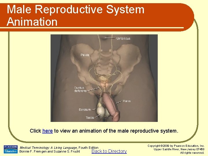 Male Reproductive System Animation Click here to view an animation of the male reproductive