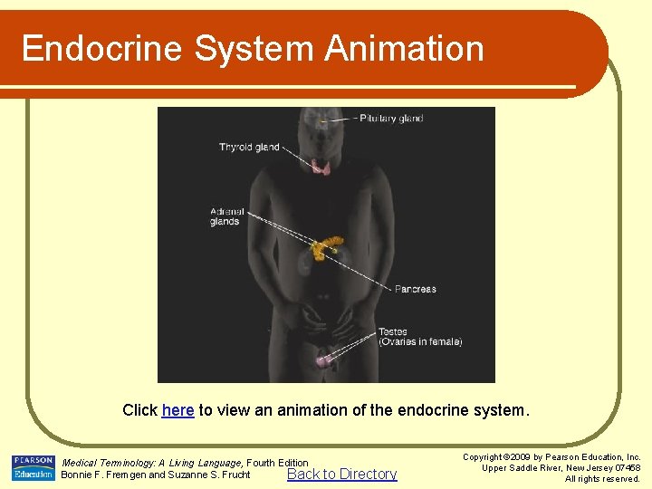 Endocrine System Animation Click here to view an animation of the endocrine system. Medical