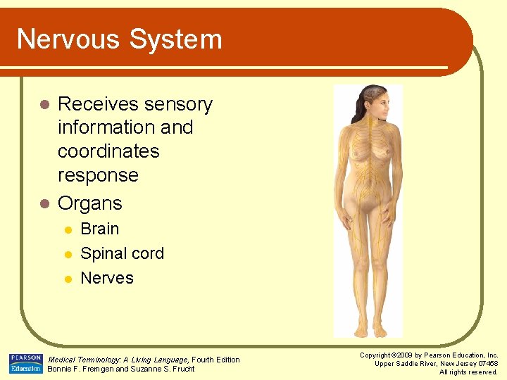 Nervous System Receives sensory information and coordinates response l Organs l l Brain Spinal