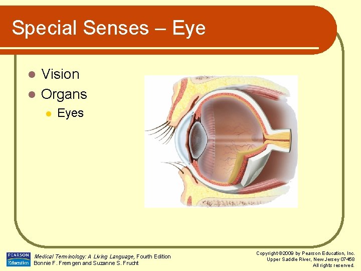 Special Senses – Eye Vision l Organs l l Eyes Medical Terminology: A Living