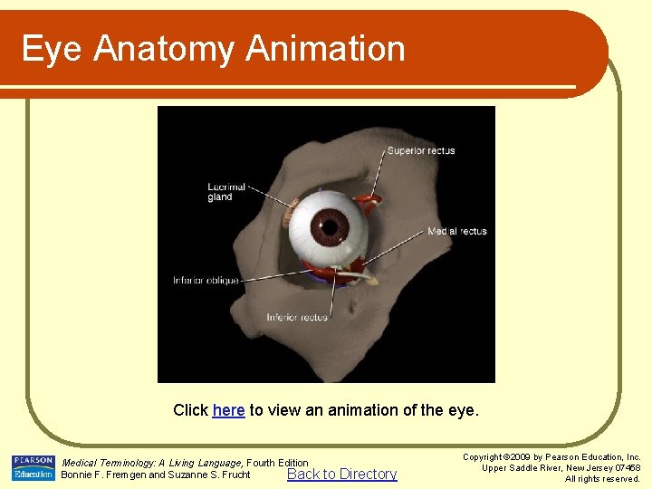 Eye Anatomy Animation Click here to view an animation of the eye. Medical Terminology: