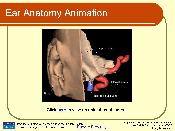 Ear Anatomy Animation Click here to view an animation of the ear. Medical Terminology: