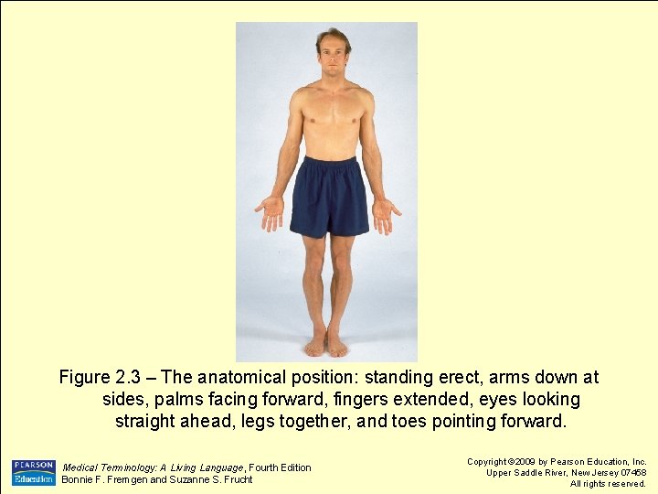 Figure 2. 3 – The anatomical position: standing erect, arms down at sides, palms