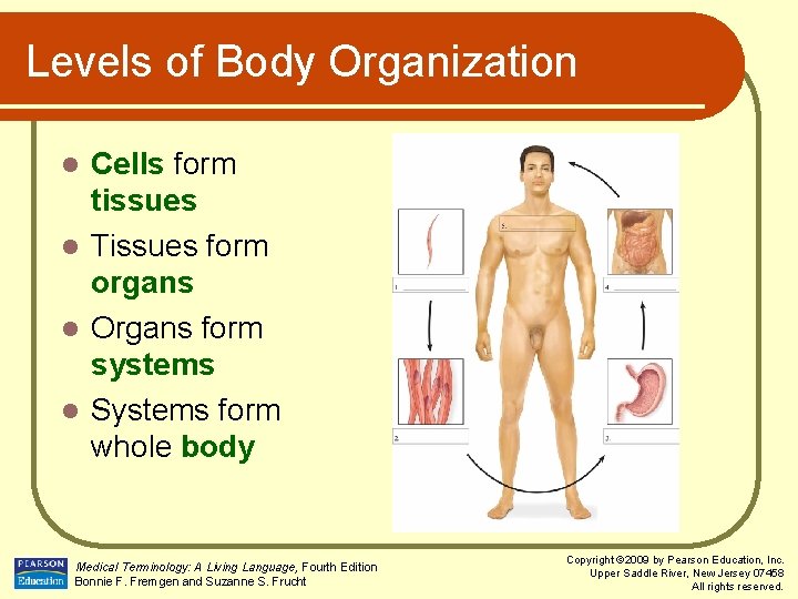 Levels of Body Organization Cells form tissues l Tissues form organs l Organs form