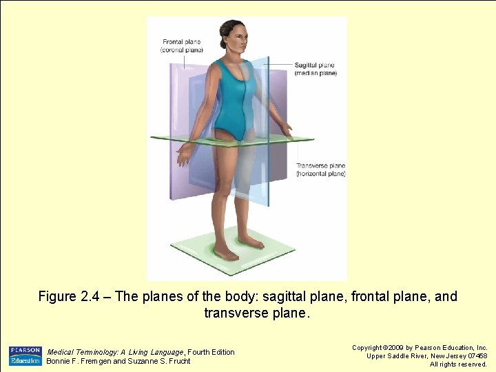 Figure 2. 4 – The planes of the body: sagittal plane, frontal plane, and