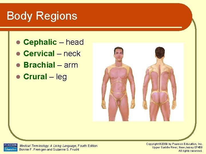 Body Regions Cephalic – head l Cervical – neck l Brachial – arm l