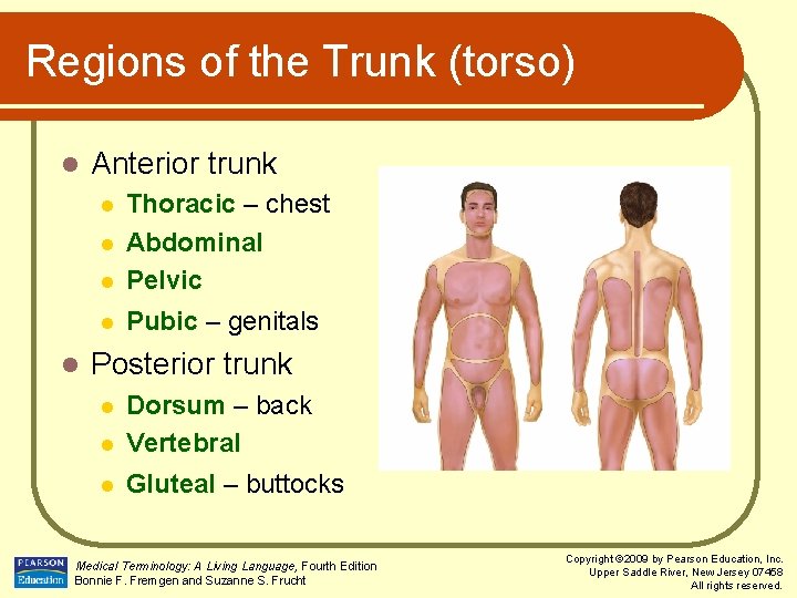 Regions of the Trunk (torso) l Anterior trunk l Thoracic – chest Abdominal Pelvic