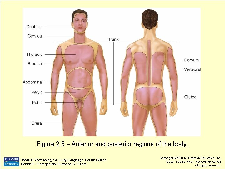 Figure 2. 5 – Anterior and posterior regions of the body. Medical Terminology: A