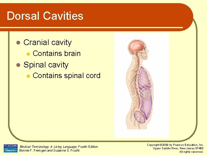 Dorsal Cavities l Cranial cavity l l Contains brain Spinal cavity l Contains spinal