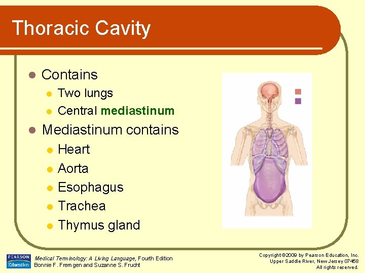 Thoracic Cavity l Contains l l l Two lungs Central mediastinum Mediastinum contains l