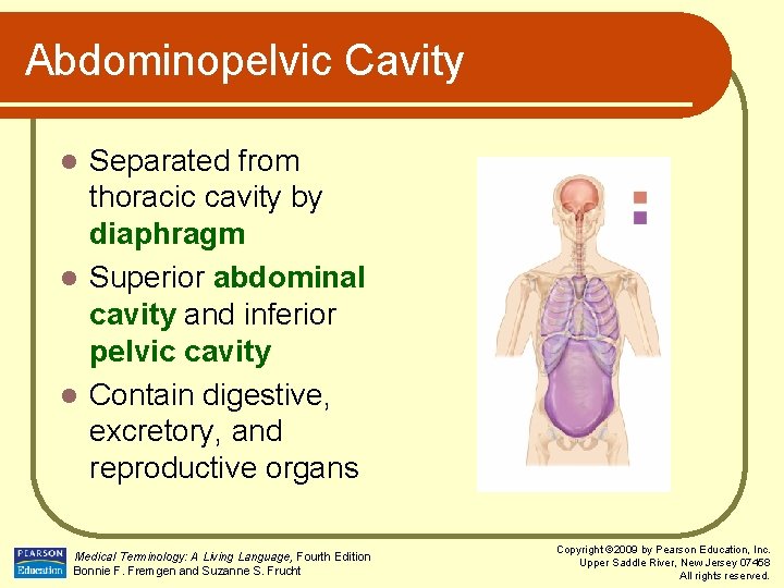 Abdominopelvic Cavity Separated from thoracic cavity by diaphragm l Superior abdominal cavity and inferior