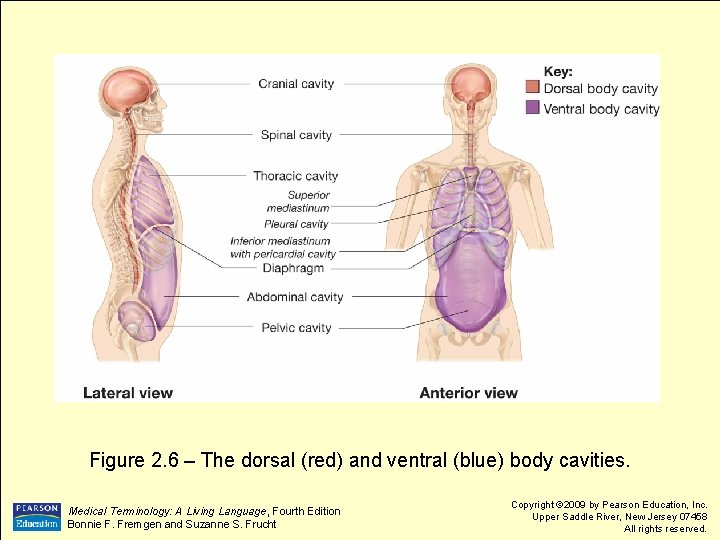Figure 2. 6 – The dorsal (red) and ventral (blue) body cavities. Medical Terminology: