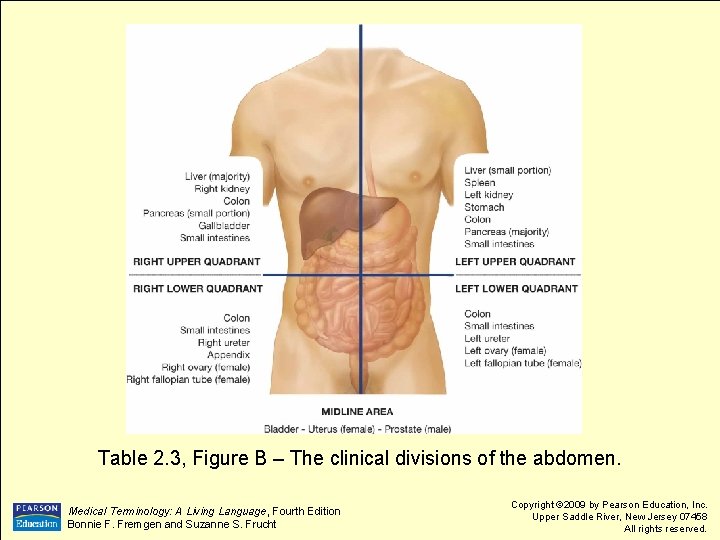 Table 2. 3, Figure B – The clinical divisions of the abdomen. Medical Terminology: