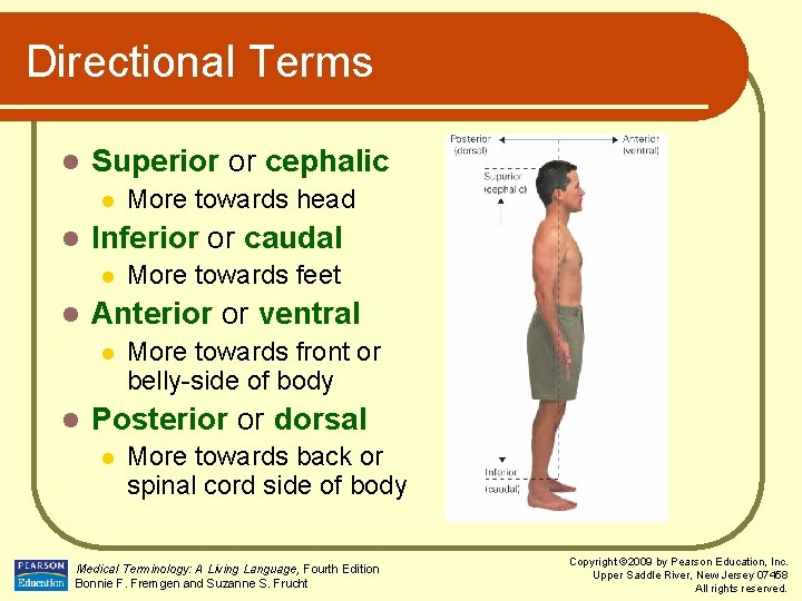 Directional Terms l Superior or cephalic l l Inferior or caudal l l More