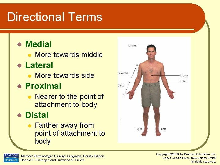 Directional Terms l Medial l l Lateral l l More towards side Proximal l