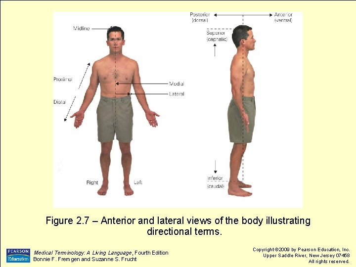 Figure 2. 7 – Anterior and lateral views of the body illustrating directional terms.