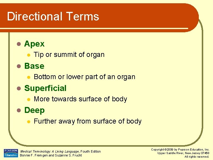 Directional Terms l Apex l l Base l l Bottom or lower part of