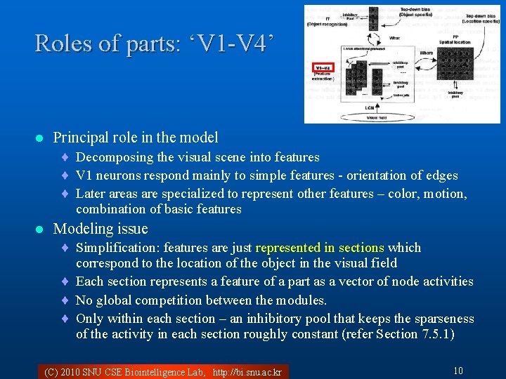 Roles of parts: ‘V 1 -V 4’ l Principal role in the model ¨
