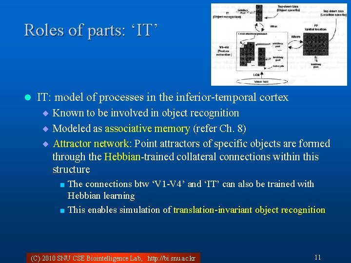 Roles of parts: ‘IT’ l IT: model of processes in the inferior-temporal cortex ¨