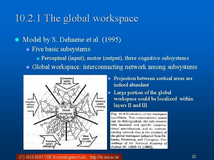 10. 2. 1 The global workspace l Model by S. Dehaene et al. (1995)