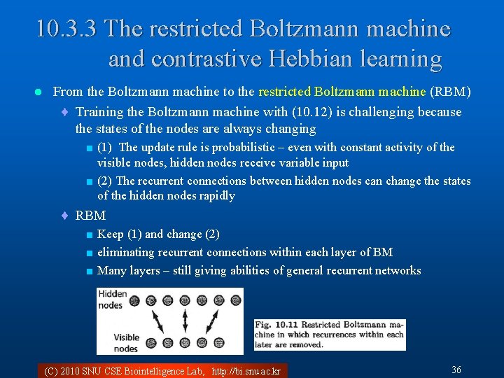 10. 3. 3 The restricted Boltzmann machine and contrastive Hebbian learning l From the