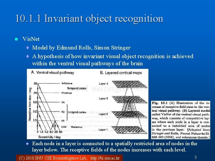 10. 1. 1 Invariant object recognition l Vis. Net ¨ Model by Edmund Rolls,
