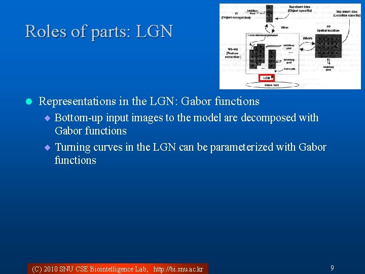 Roles of parts: LGN l Representations in the LGN: Gabor functions ¨ Bottom-up input