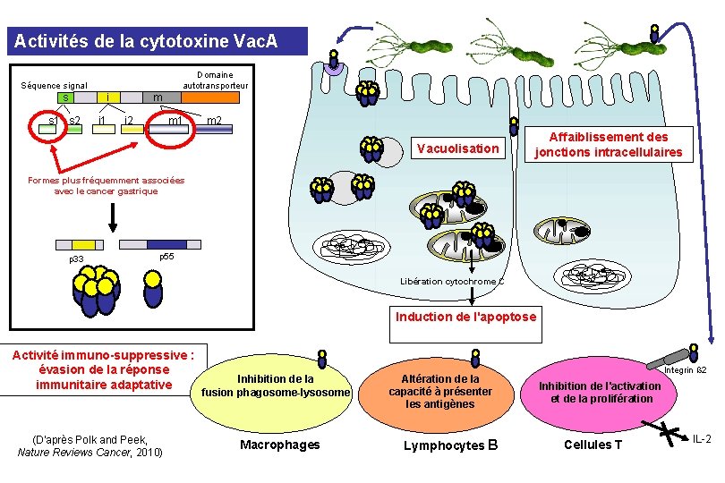 Activités de la cytotoxine Vac. A Domaine autotransporteur Séquence signal s i m s