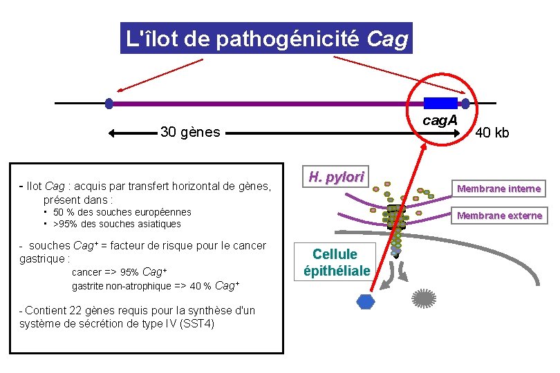 L'îlot de pathogénicité Cag cag. A 30 gènes - Ilot Cag : acquis par