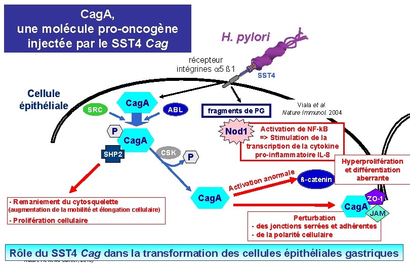 Cag. A, une molécule pro-oncogène injectée par le SST 4 Cag H. pylori récepteur
