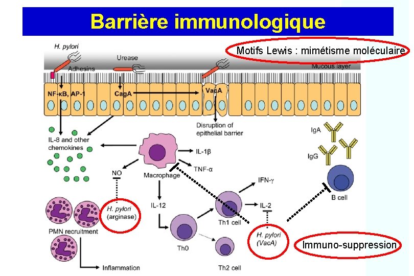 Barrière immunologique Motifs Lewis : mimétisme moléculaire Immuno-suppression 