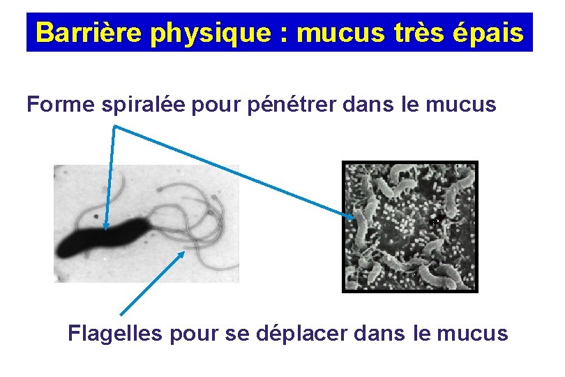 Barrière physique : mucus très épais Forme spiralée pour pénétrer dans le mucus Flagelles