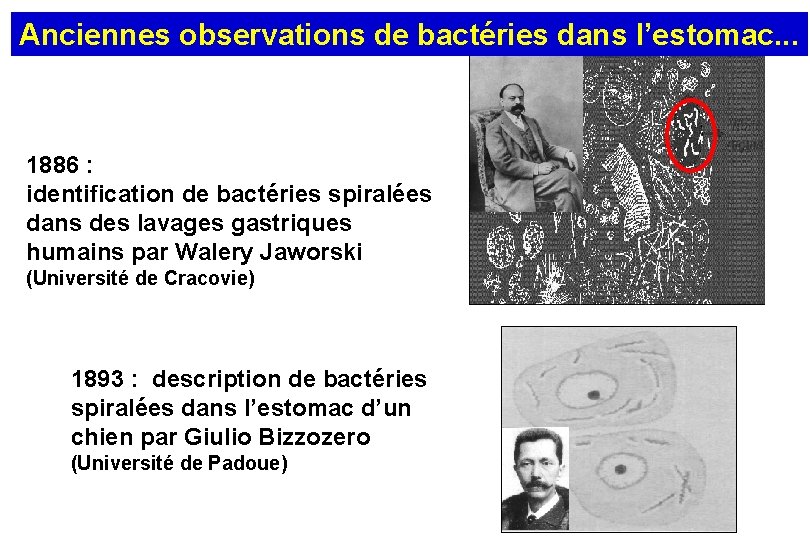 Anciennes observations de bactéries dans l’estomac. . . 1886 : identification de bactéries spiralées