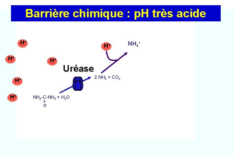 Barrière chimique : p. H très acide H+ H+ Uréase 2 NH 3 +