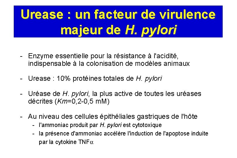 Urease : un facteur de virulence majeur de H. pylori - Enzyme essentielle pour