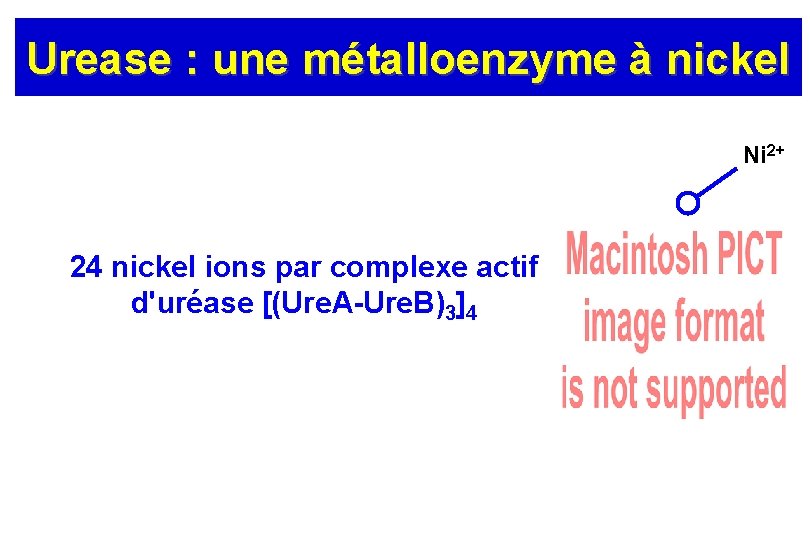 Urease : une métalloenzyme à nickel Ni 2+ 24 nickel ions par complexe actif