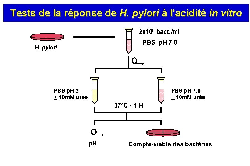 Tests de la réponse de H. pylori à l'acidité in vitro 2 x 108