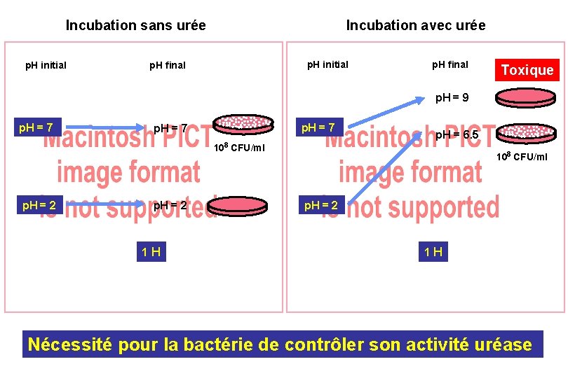 Incubation sans urée p. H initial Incubation avec urée p. H initial p. H